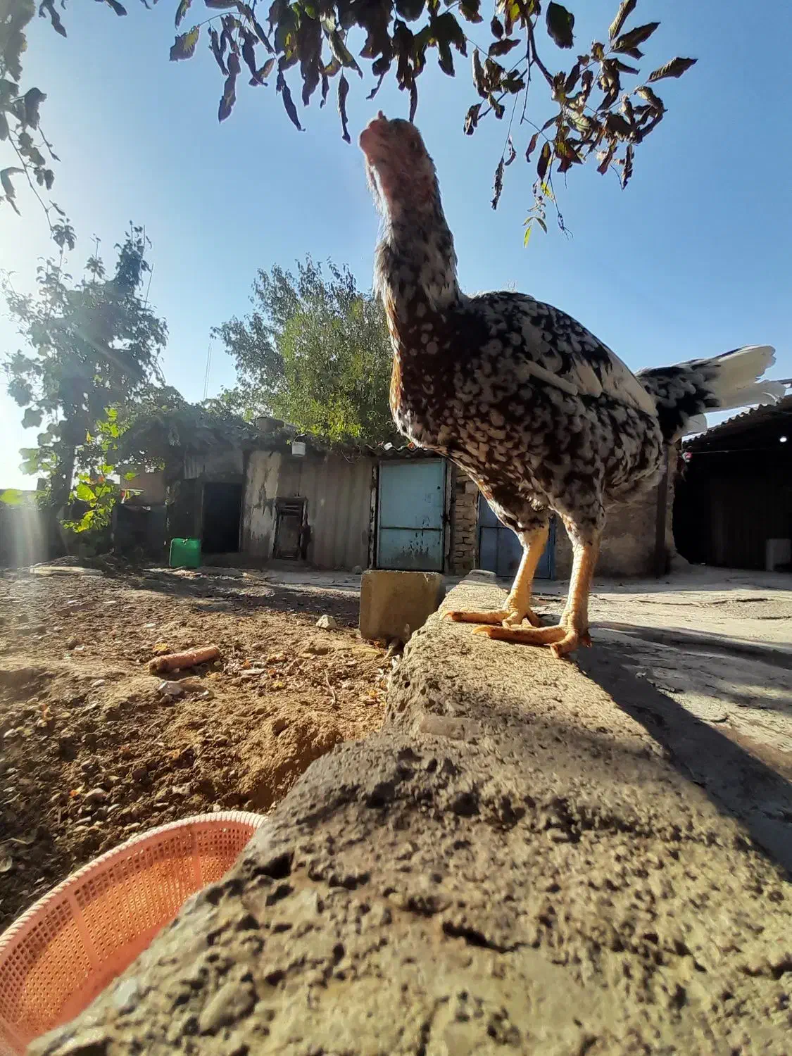 کفتر|پرنده|هشتگرد, هیو|دیوار