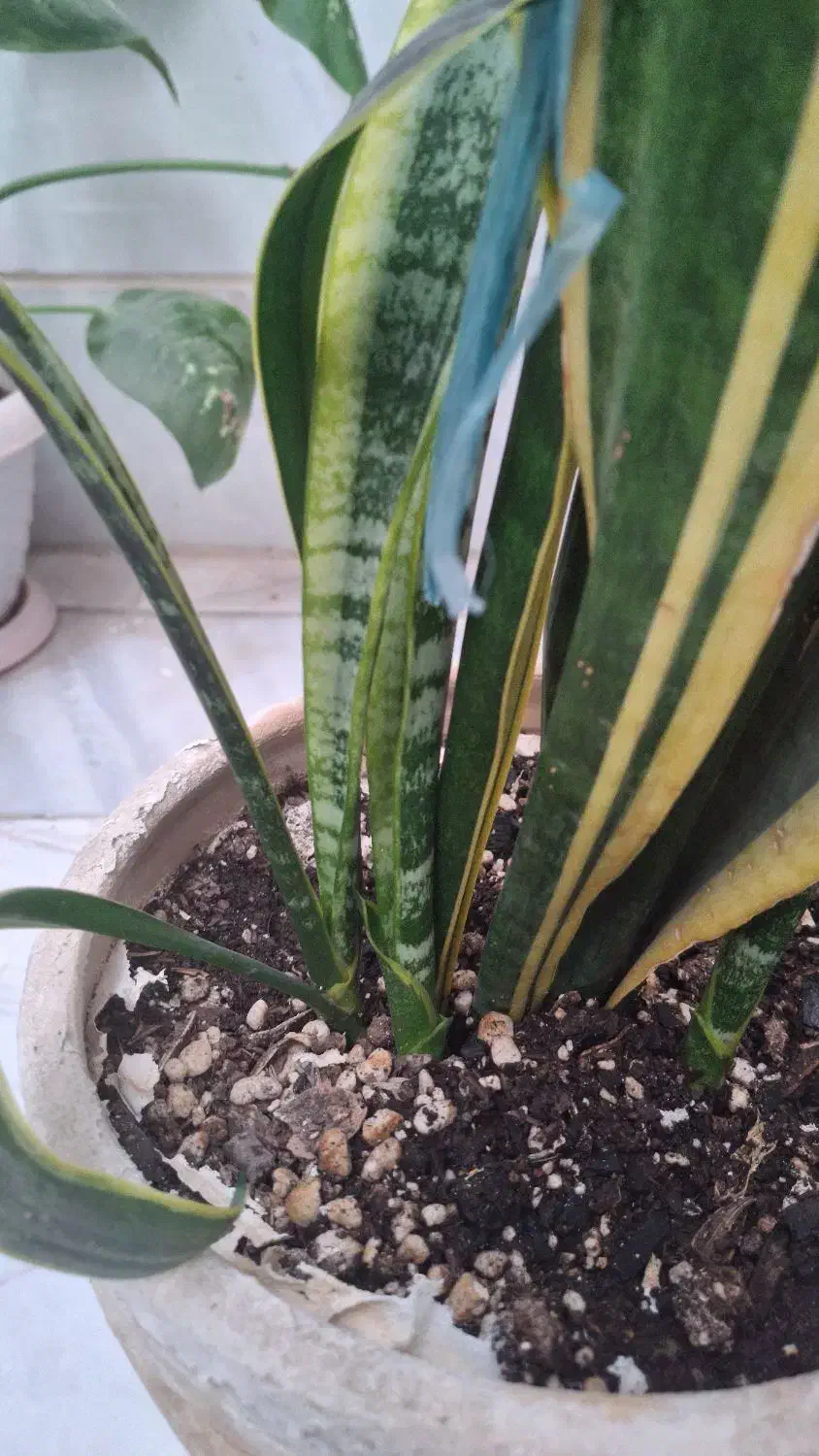 گل سانسوریا|گل و گیاه طبیعی|الوند, |دیوار