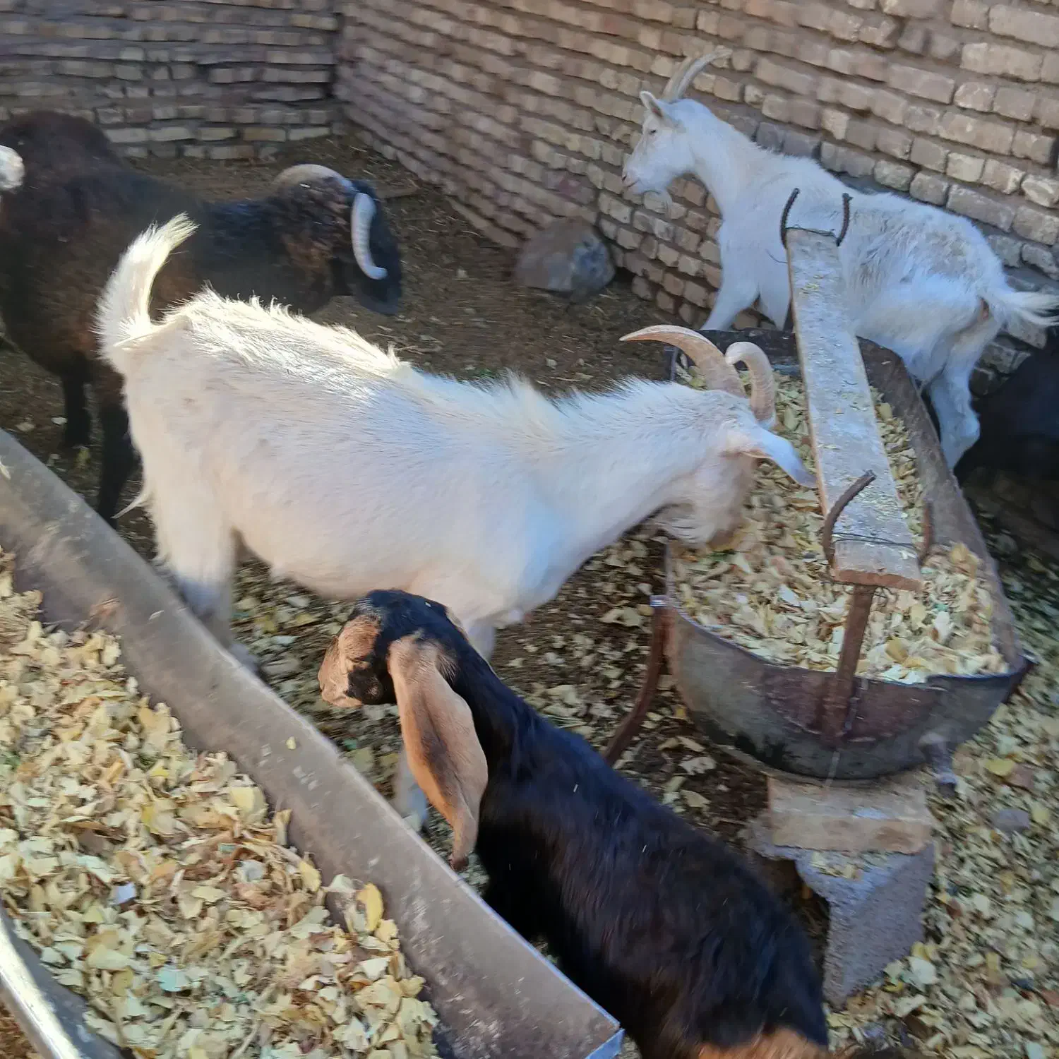 نر بز|حیوانات مزرعه|رفسنجان, |دیوار