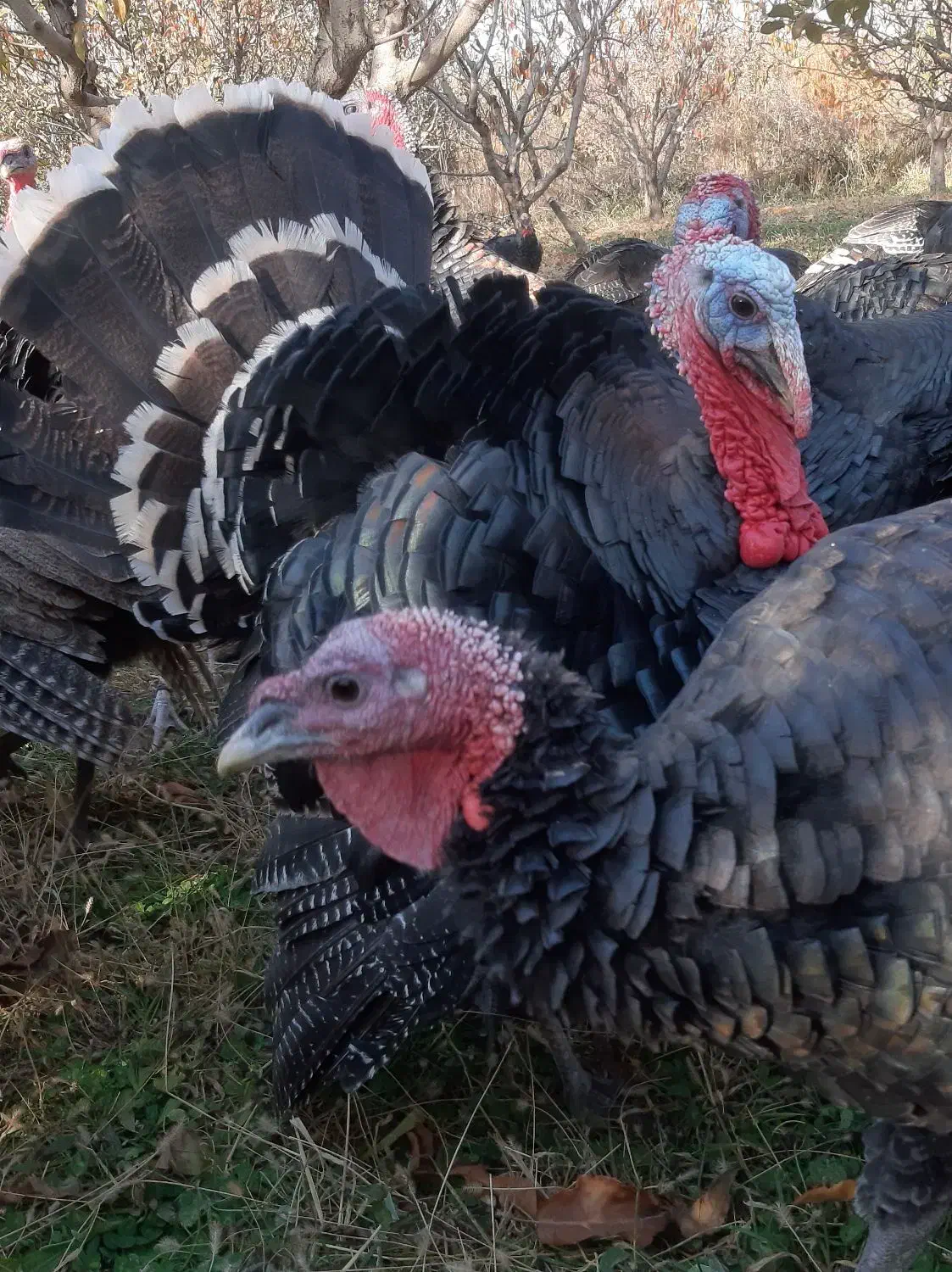 قهل|حیوانات مزرعه|اشنویه, |دیوار