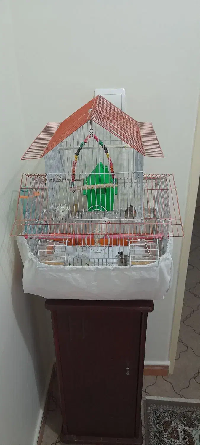 ۴ عدد فنچ بهمراه ۴ عدد تخم بهمراه قفس خاص|پرنده|تهران, شمشیری|دیوار