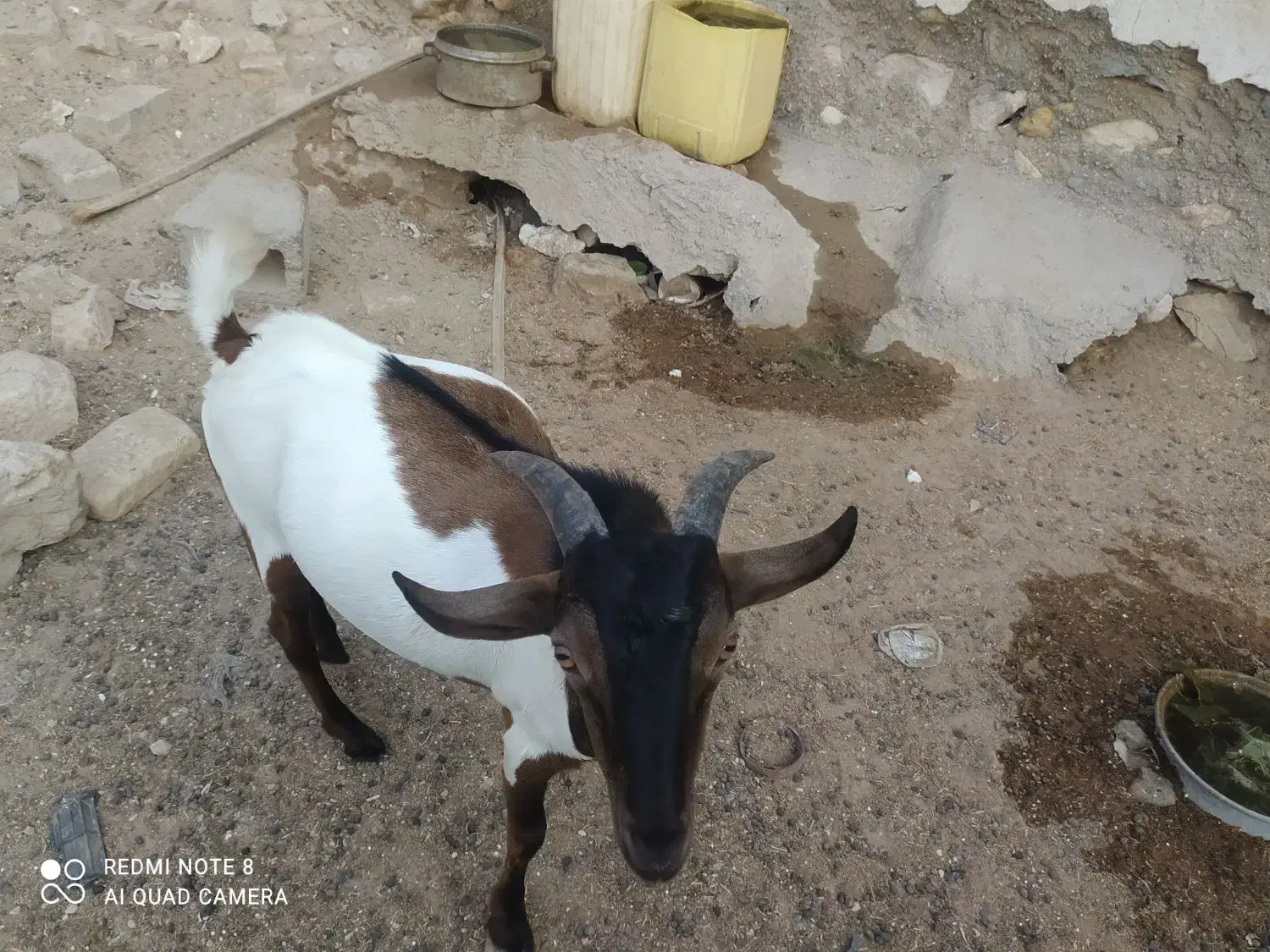 کهر نر خوب هم برای گوشت هم|حیوانات مزرعه|خمیر, |دیوار