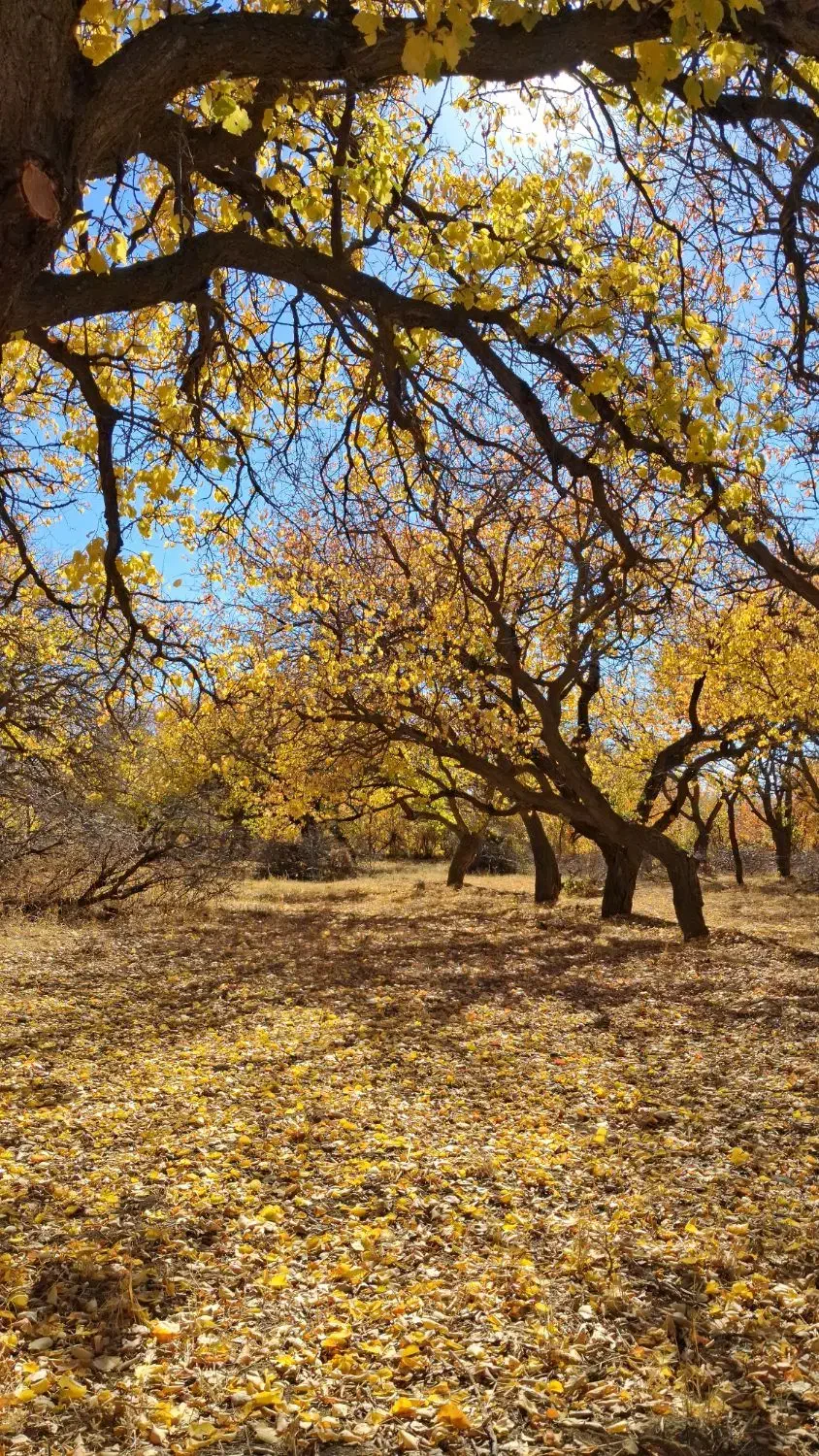 انواع خرید|خدمات باغبانی و درختکاری|مرند, |دیوار