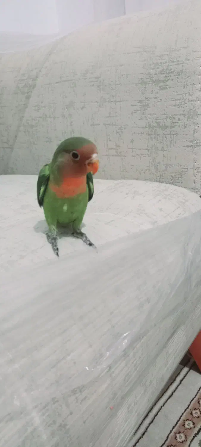 طوطی برزیلی|پرنده|قدس, شهر‌قدس|دیوار