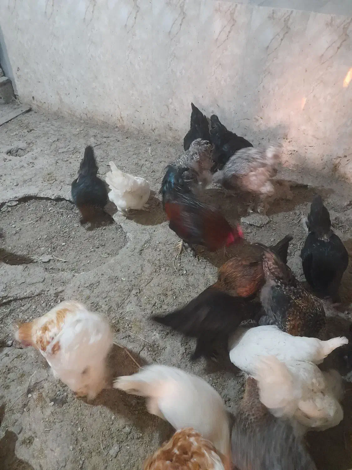 مرغ و خروس پا پر نژاد دار|پرنده|رودبار, |دیوار