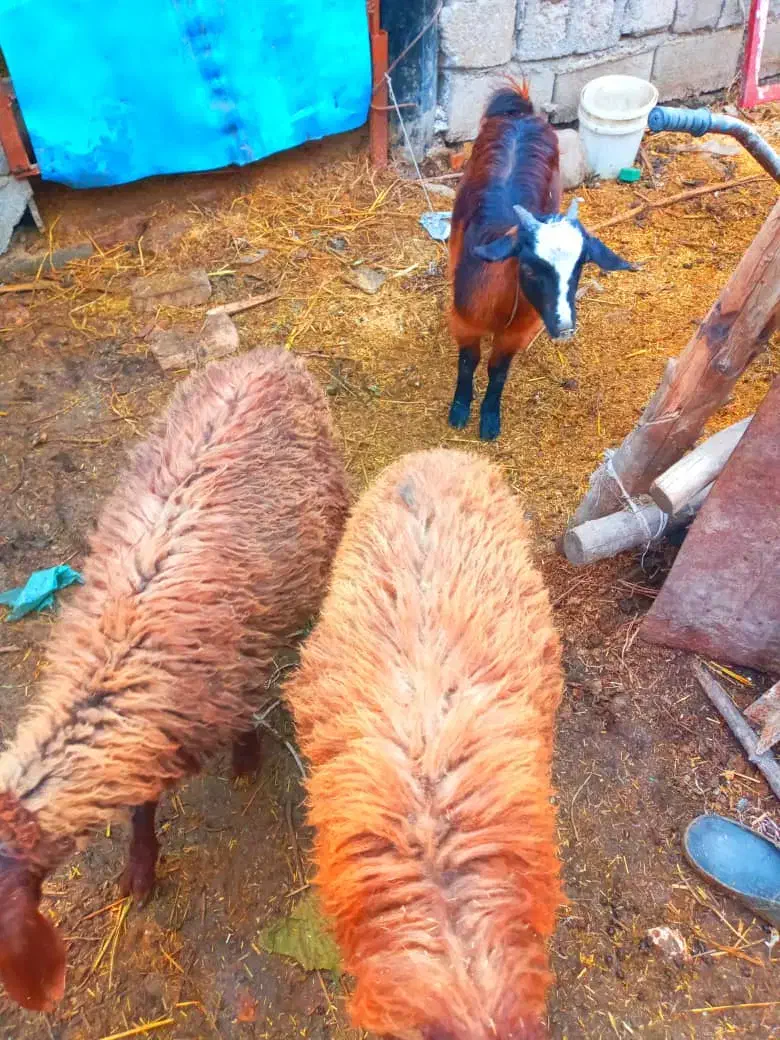 بره پرواری جنس خوب|حیوانات مزرعه|خان ببین, |دیوار