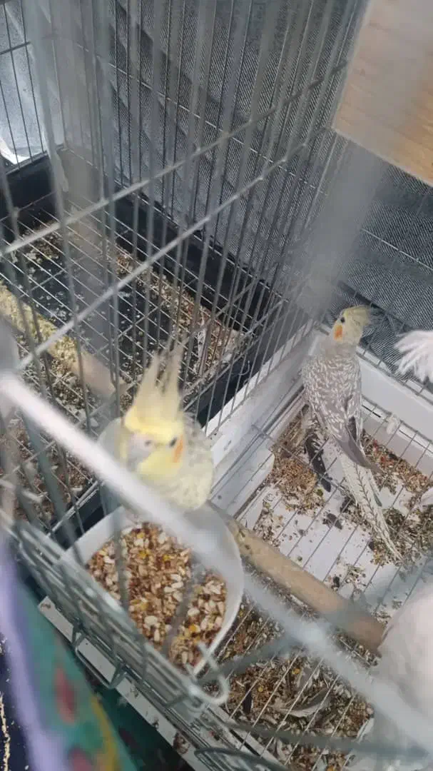 واگذاری عروس هلندی و قناری|پرنده|بم, |دیوار