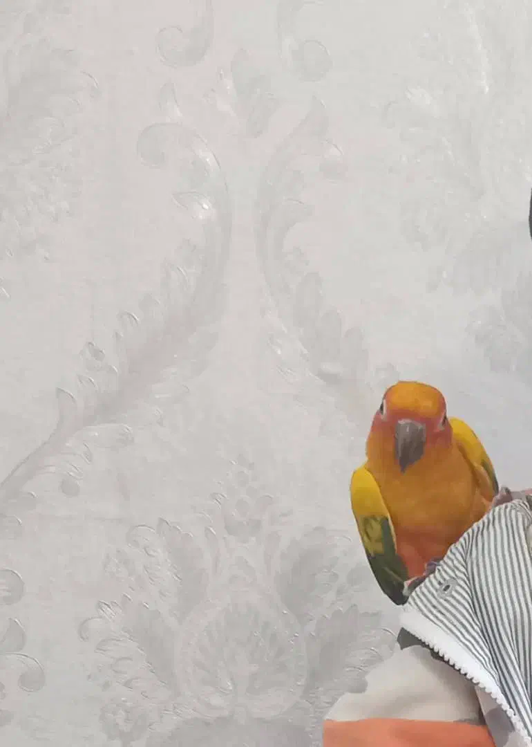 گمشده پرنده خورشیدی|حیوانات|تبریز, |دیوار