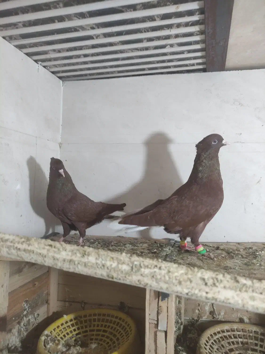 کبوتر فروشی|پرنده|بهبهان, |دیوار