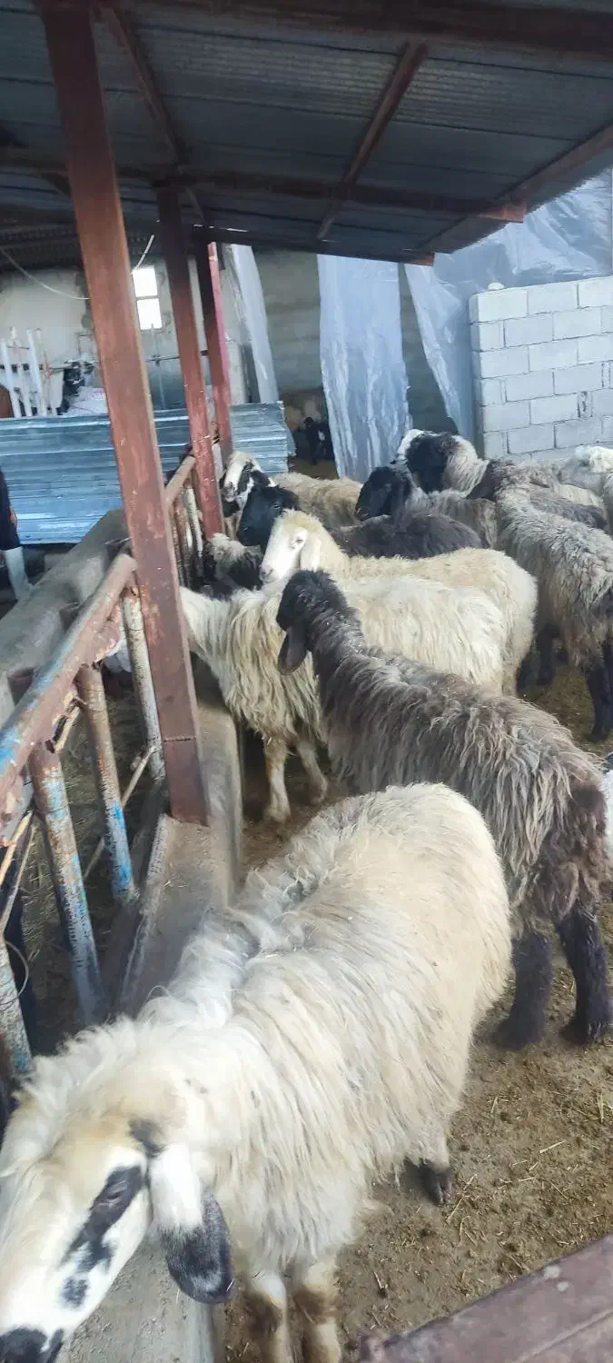 میش داشتی|حیوانات مزرعه|یاسوج, |دیوار