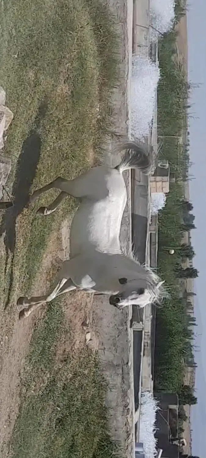 اسب کرد مدارک دار|اسب و تجهیزات اسبسواری|مشگین شهر, |دیوار