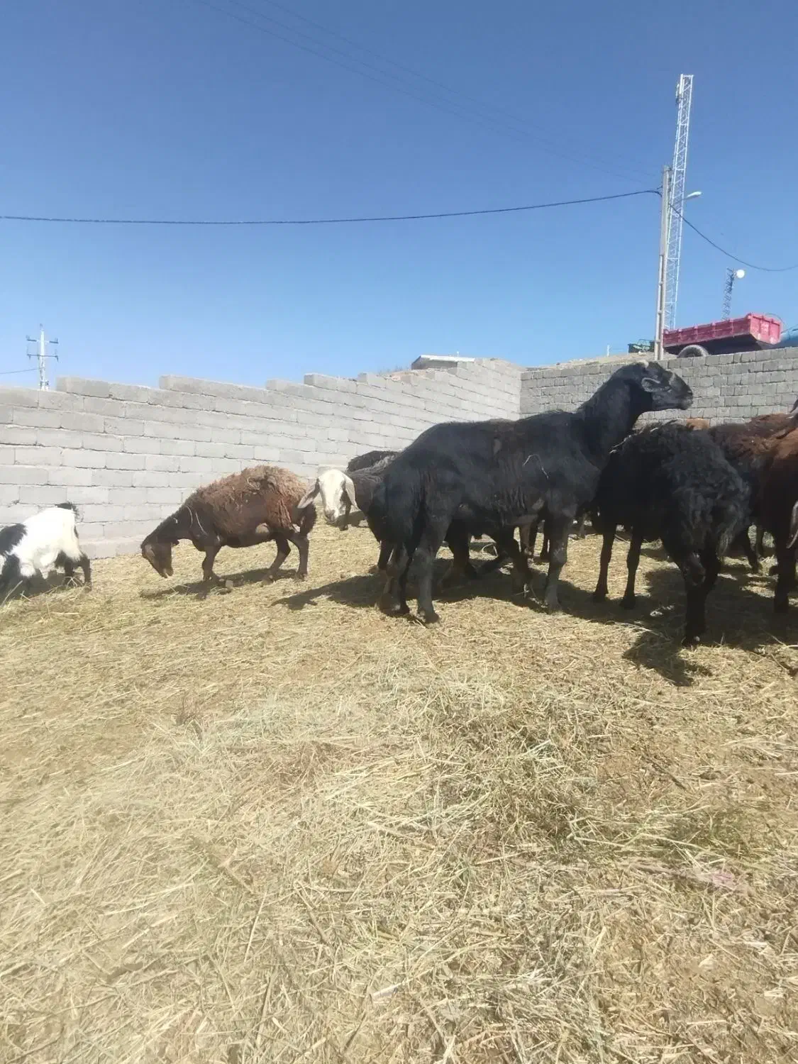 قوچ|حیوانات مزرعه|ترکمانچای, |دیوار