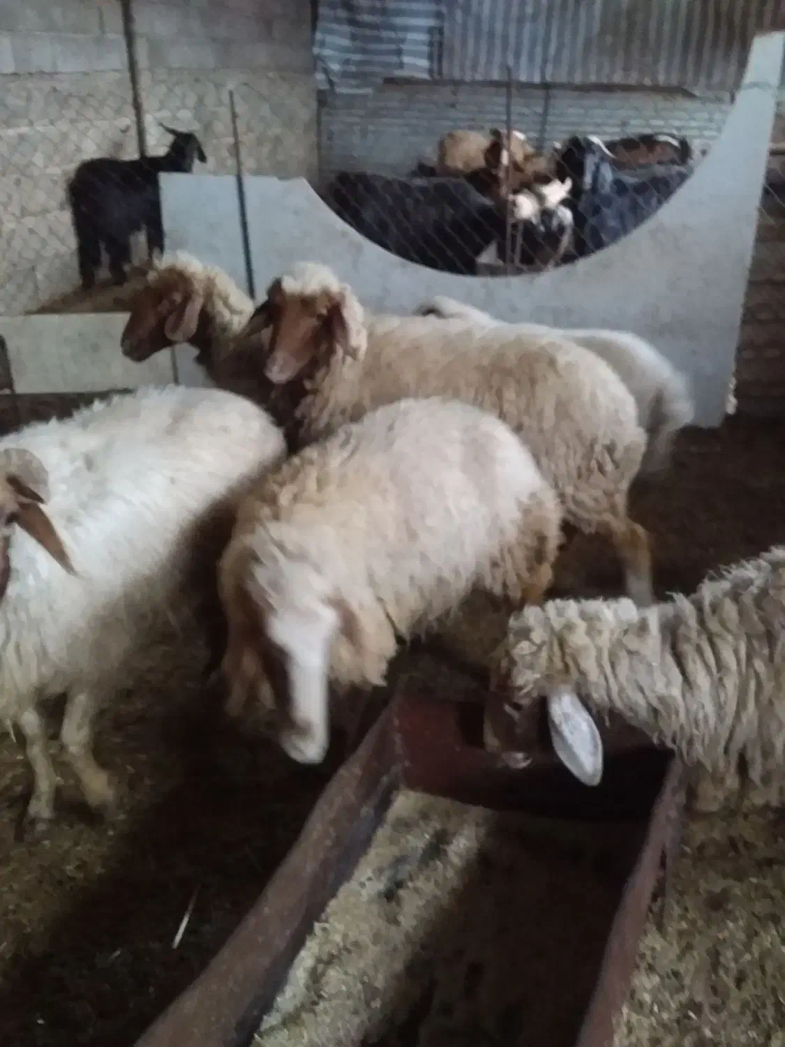 بز و میش|حیوانات مزرعه|مهران (ایلام), |دیوار