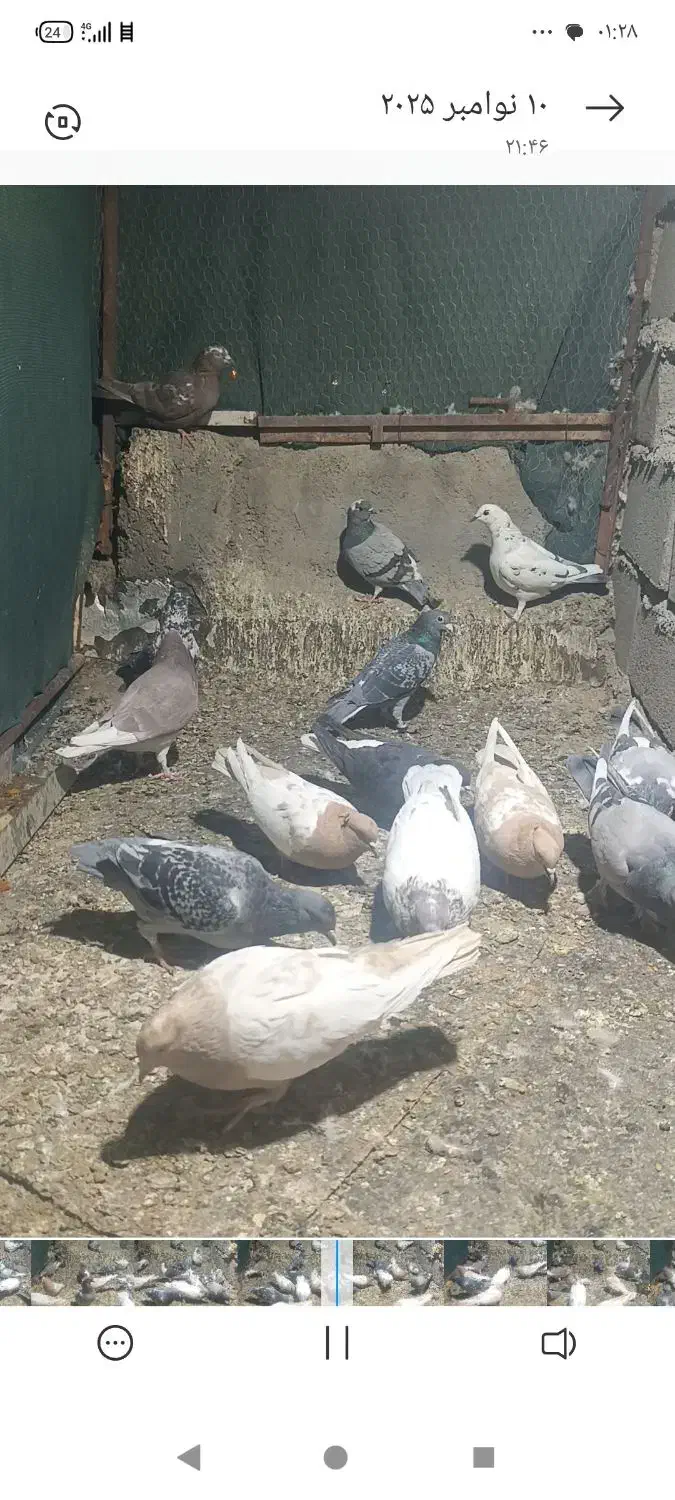 کبوتر|پرنده|بهاباد, |دیوار