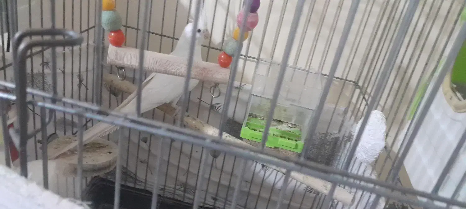 یک جفت عروس هلندی دستی رام|پرنده|فردیس, شهرک شهید حسینی|دیوار