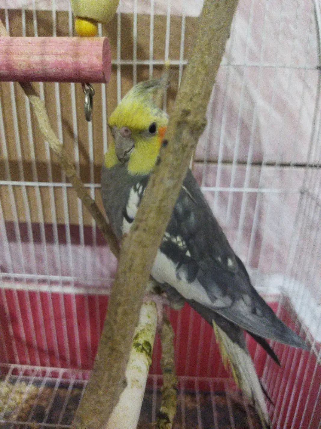 عروس هلندی|پرنده|بهبهان, |دیوار