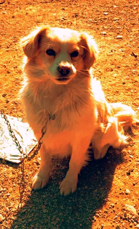 توافقی|سگ|مبارکه, |دیوار