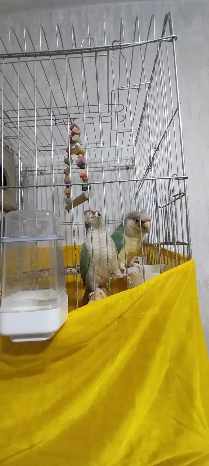 طوطی جفت|پرنده|پاکدشت, پاکدشت (مامازند)|دیوار