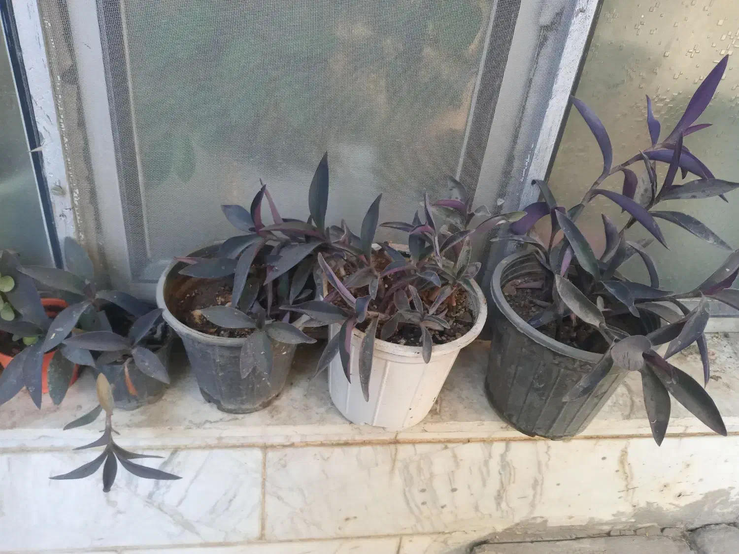 گل مختلف|گل و گیاه طبیعی|زنجان, |دیوار