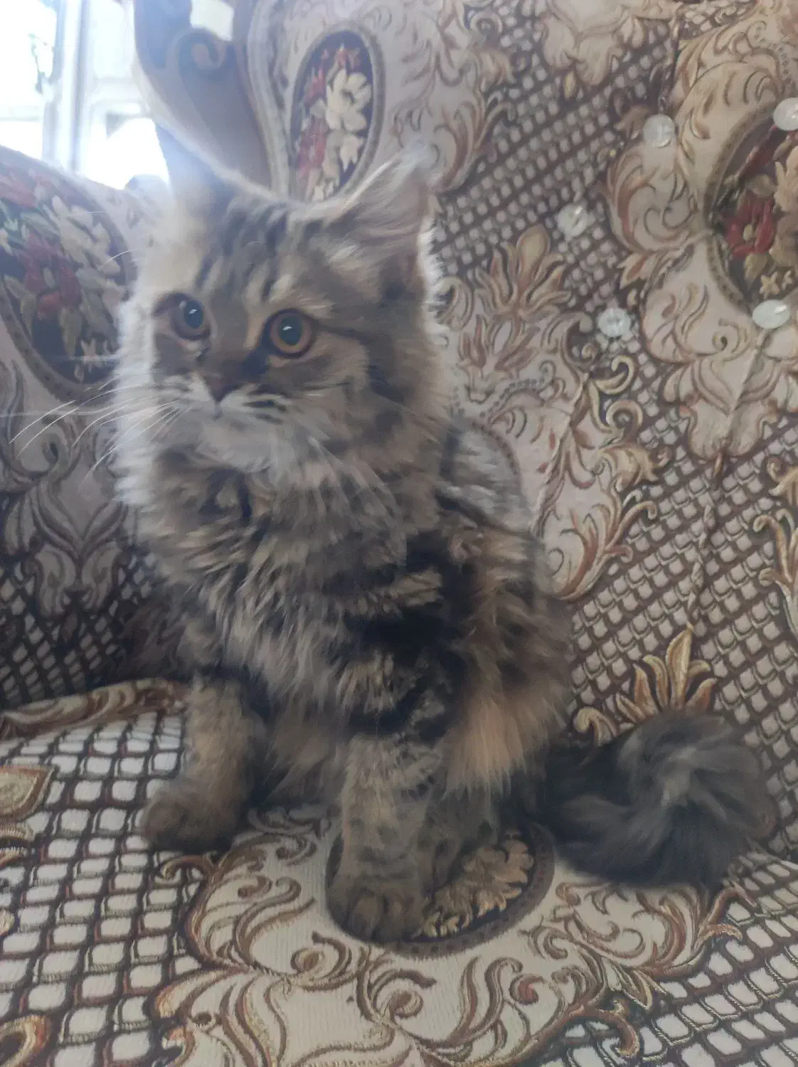 گربه پرشین|گربه|مراغه, |دیوار