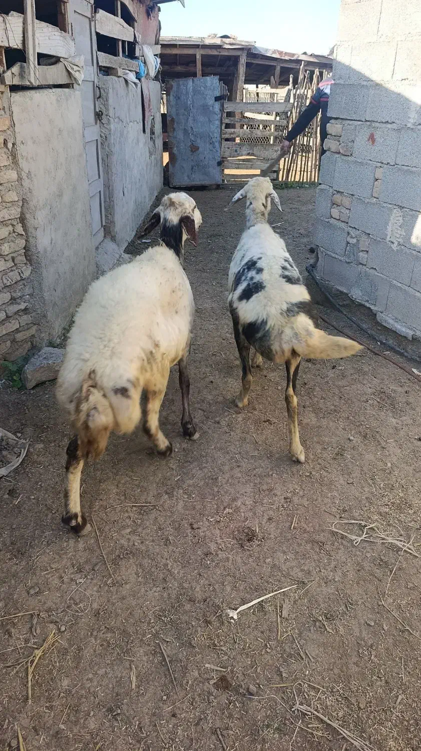 2راس میش آبستن پلنگی|حیوانات مزرعه|سیمین شهر, |دیوار