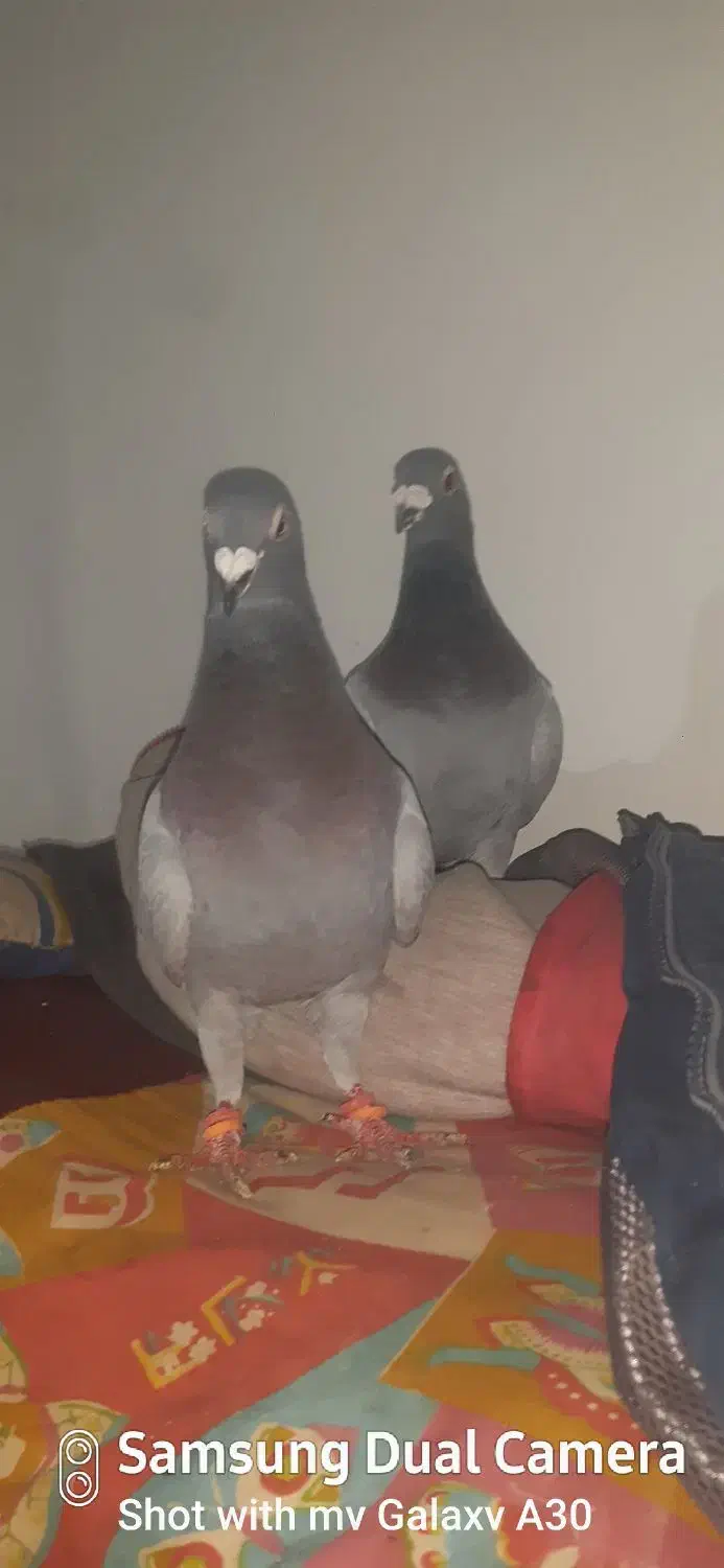 کبوتر مسافتی|پرنده|مشهد, درزآب|دیوار