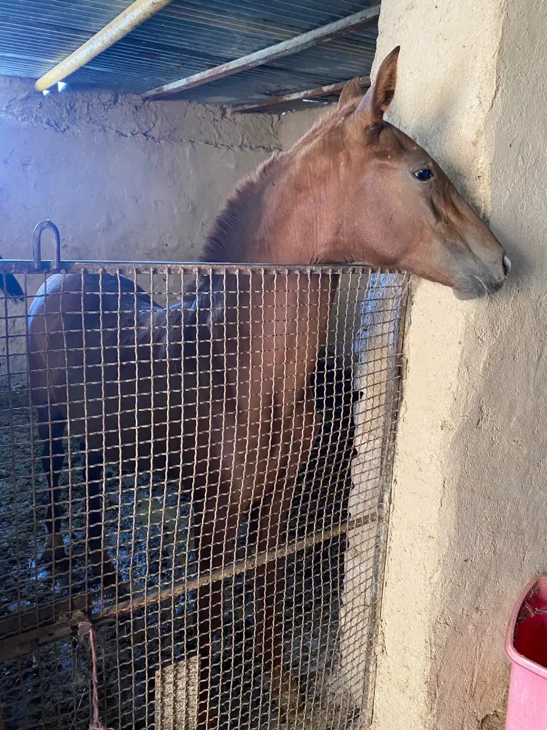 کره ماده استثنایی|اسب و تجهیزات اسبسواری|مرودشت, بهارستان|دیوار