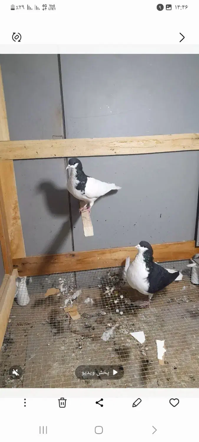 چپ سیاه وشستی به همراه یک جفت هفترنگ کاکلی|پرنده|قزوین, |دیوار