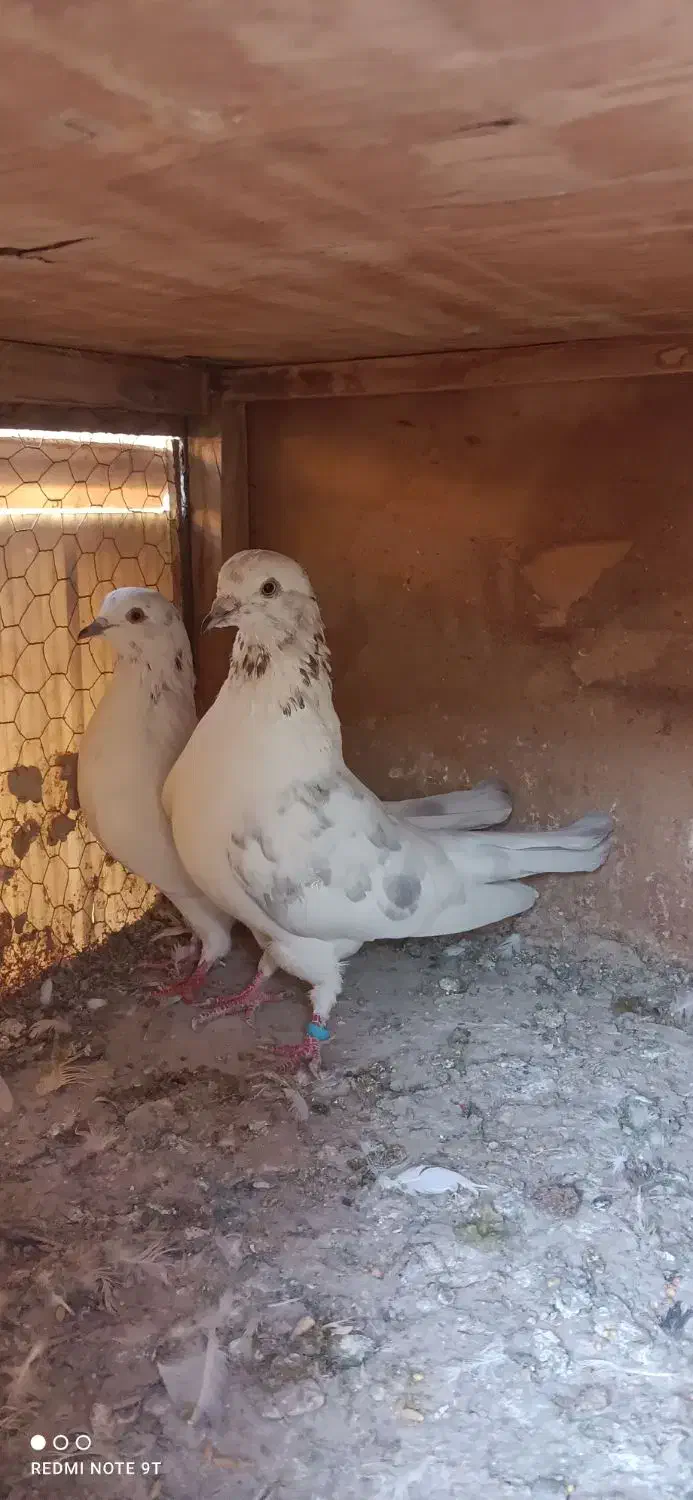 کفتر خال پیس|پرنده|ری, شهرک نظامی|دیوار