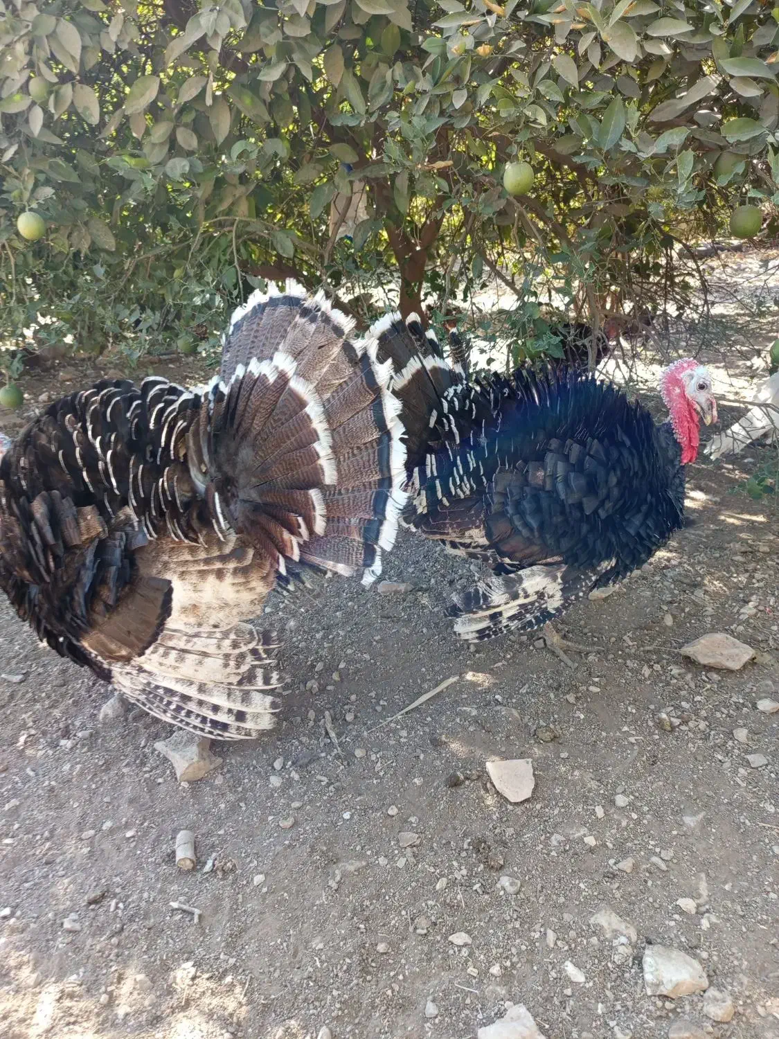 فروش بوقلمون سرحال|حیوانات مزرعه|دهدشت, |دیوار