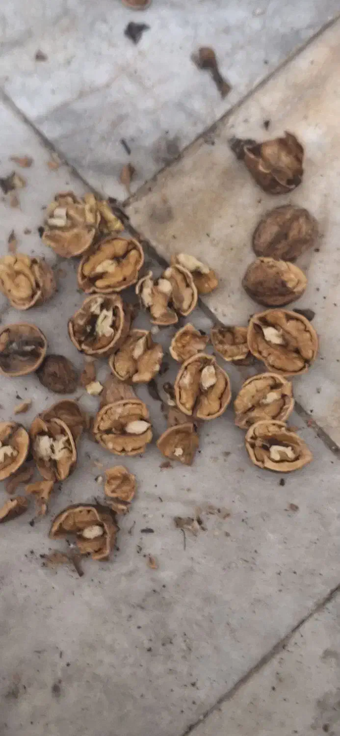 گردو.کشمش شیروان خراسان تضمینی|خوردنی و آشامیدنی|یزد, |دیوار