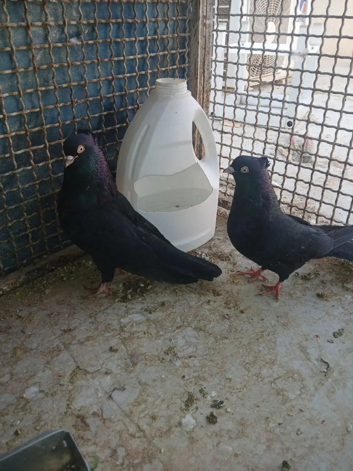 زاغ چشم ونوک پنچه آبادانی|پرنده|نجف‌آباد, یزدانشهر|دیوار