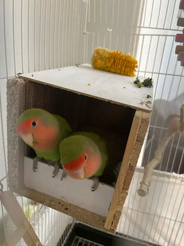 طوطی برزیلی بالغ|پرنده|شهریار, شهریار|دیوار