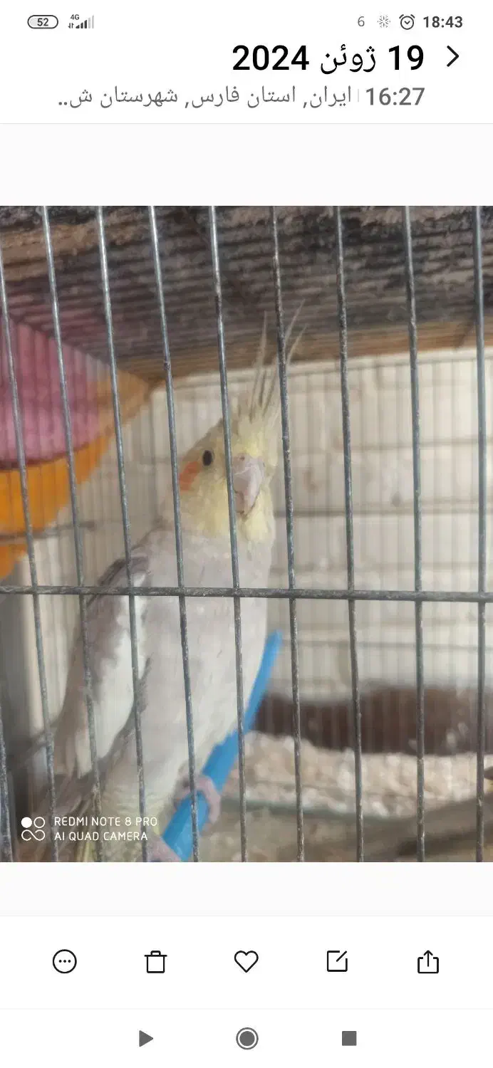 عروس هلندی|پرنده|شیراز, تندگویان|دیوار