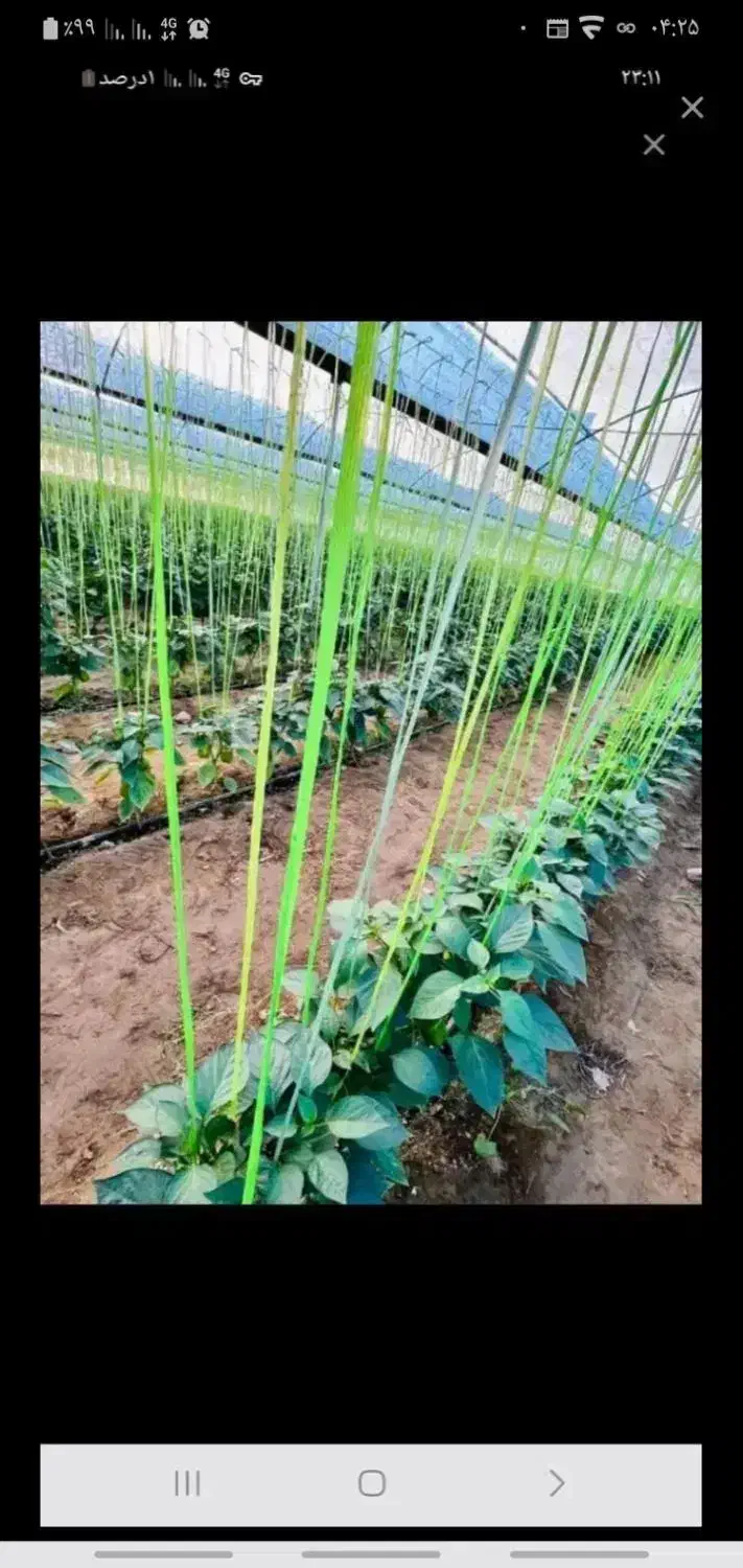 نخبندی گلخانه و پلاستیک کشی در استان کرمان جیرفت|خدمات باغبانی و درختکاری|جیرفت, |دیوار