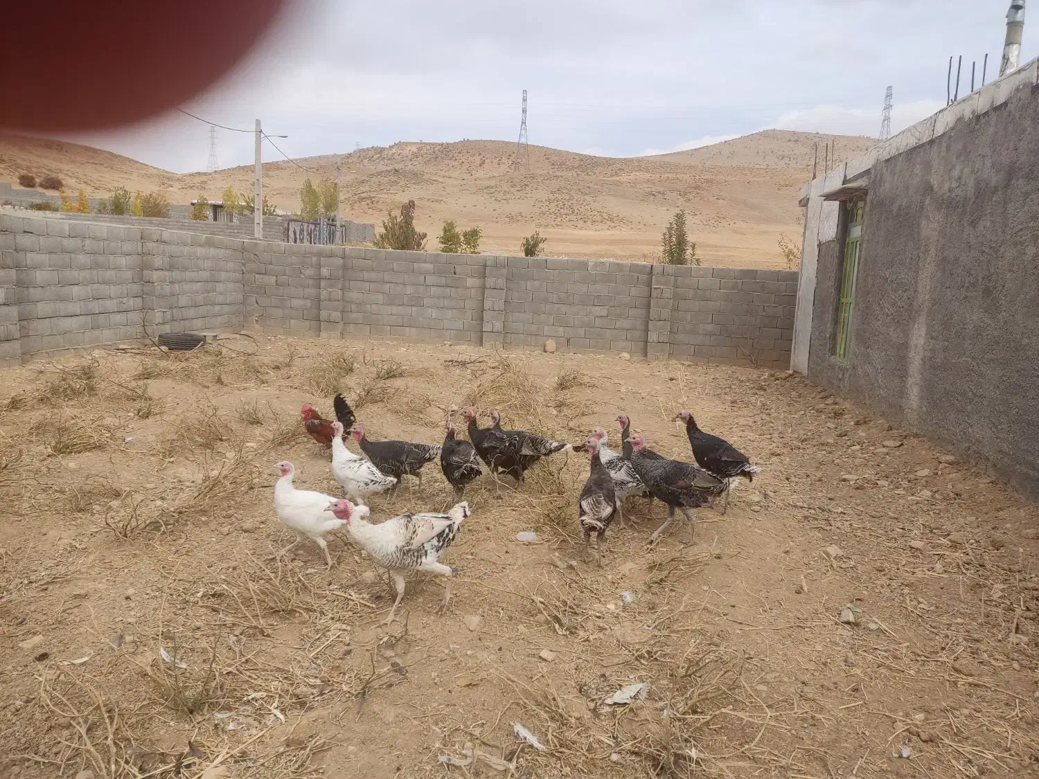 بوقلمون محلی|حیوانات مزرعه|چیتاب, |دیوار