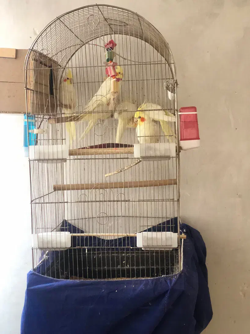 عروس هلندی سوخن گو سالم دستی|پرنده|محمدشهر, محمدشهر|دیوار