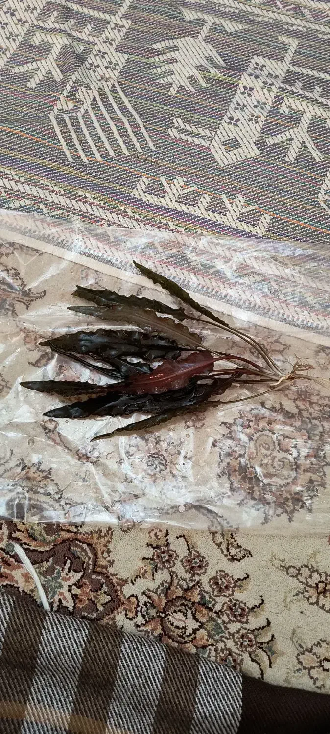 گیاه کریپتون|ماهی|فردیس, شهرک ناز|دیوار