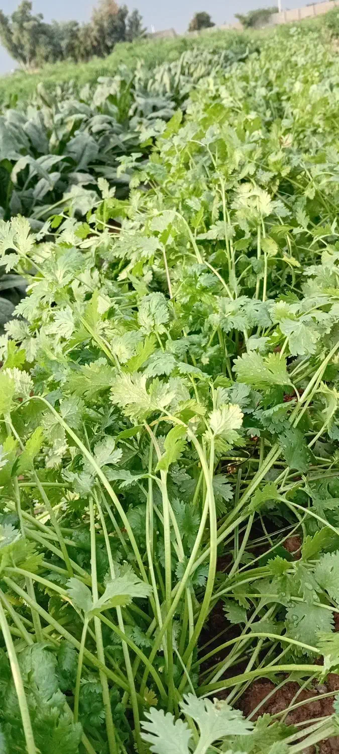 سبزی دزفول تمیز و سالم|عمدهفروشی|دزفول, |دیوار