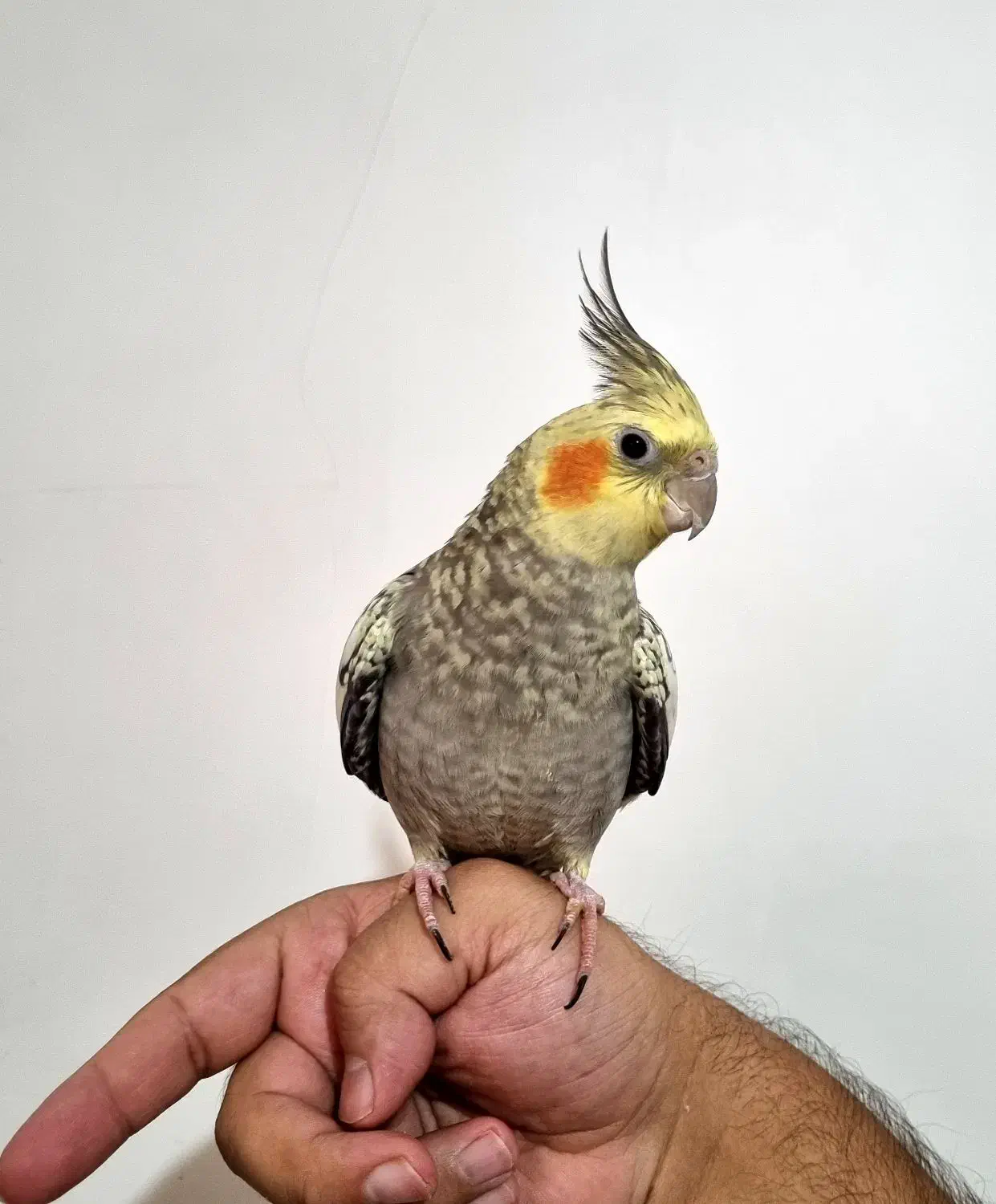 عروس هلندی|پرنده|پردیس, فاز ۱|دیوار