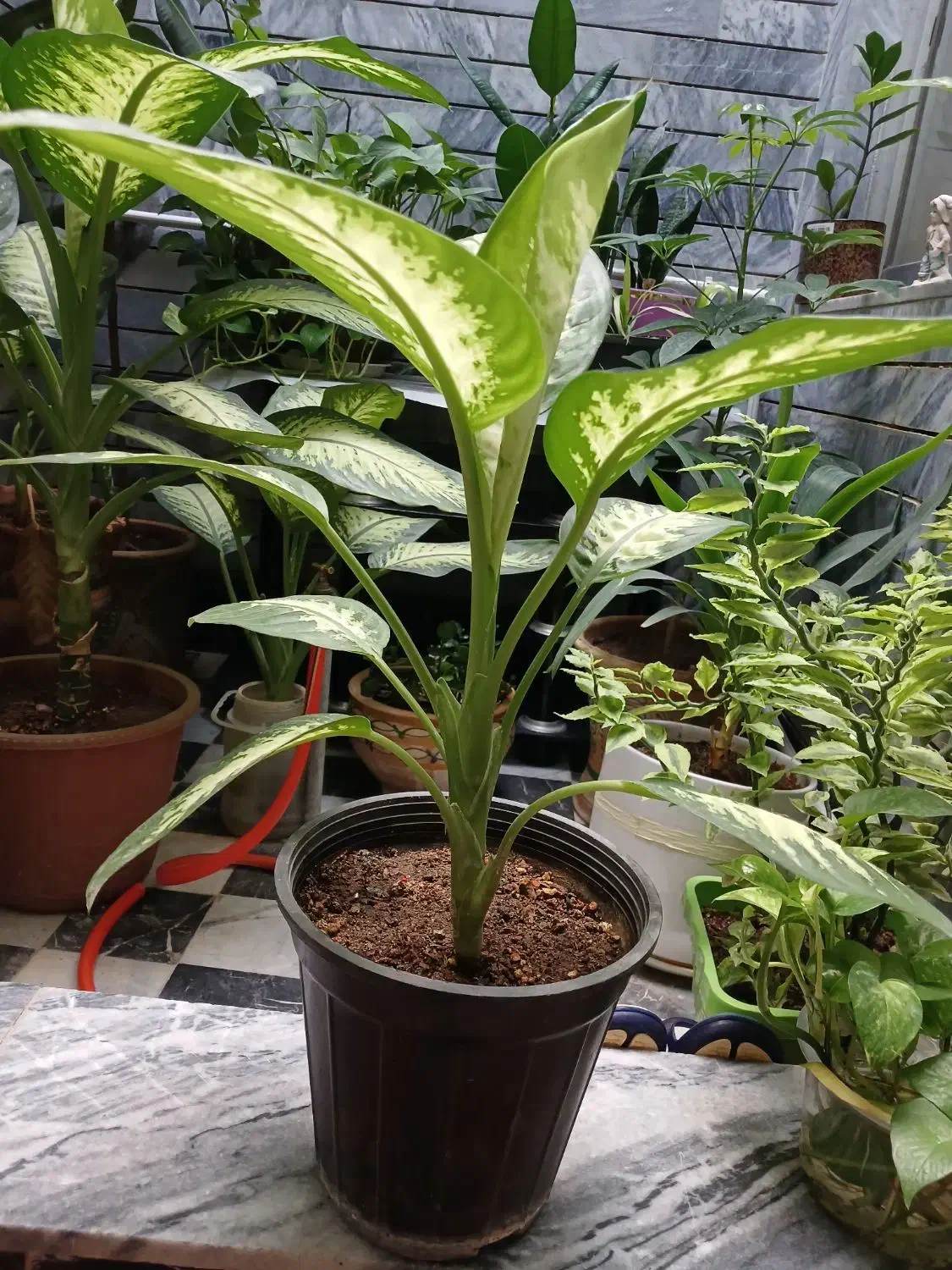 گلها ی زیبا|گل و گیاه طبیعی|کرمانشاه, |دیوار