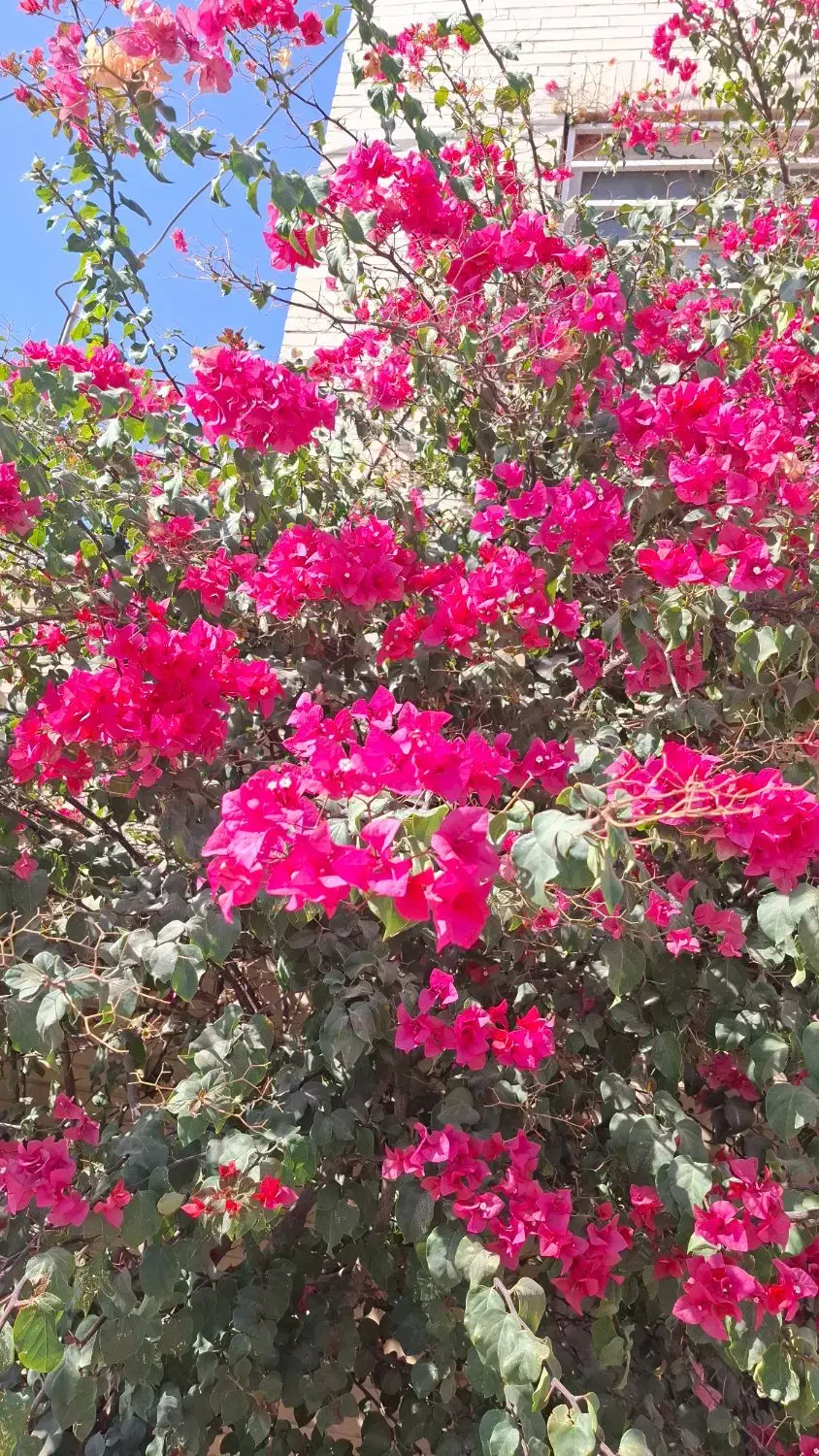 گمشده|جواهرات|یزد, |دیوار