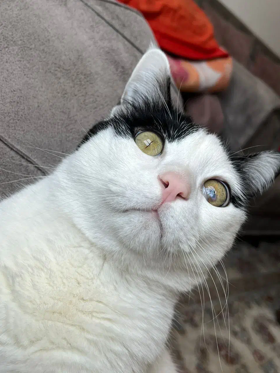 واگذاری رایگان گربه|گربه|شاهین‌شهر, مسکن مهر|دیوار