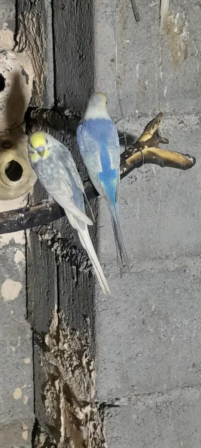 مرغ عشق|پرنده|میناب, |دیوار