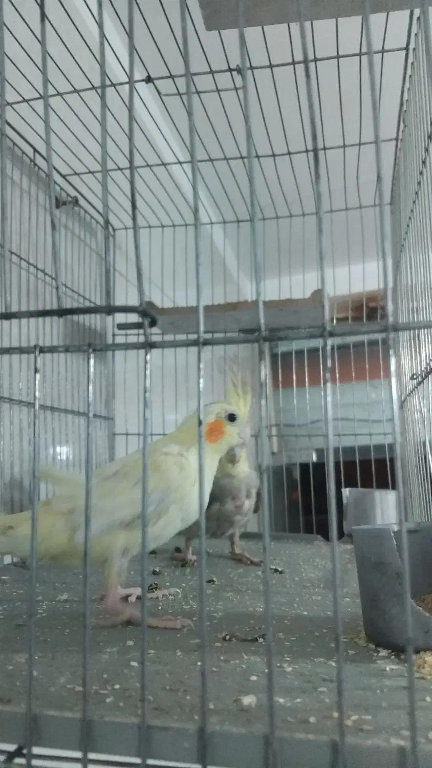 عروس هلندی جفت با قفس|پرنده|قم, پردیسان|دیوار