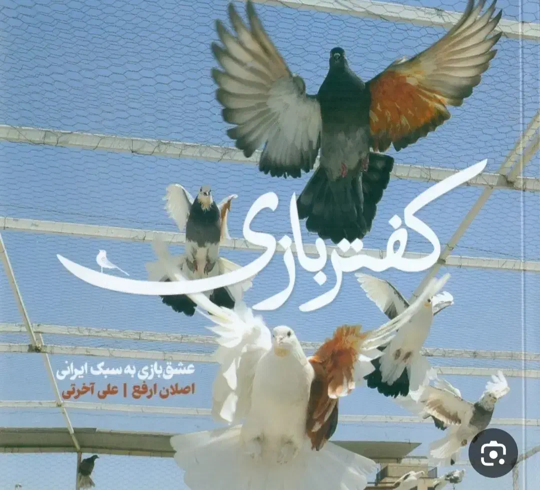 یک عدد جوجه کفتر گمشده|حیوانات|کاشان, راوند|دیوار