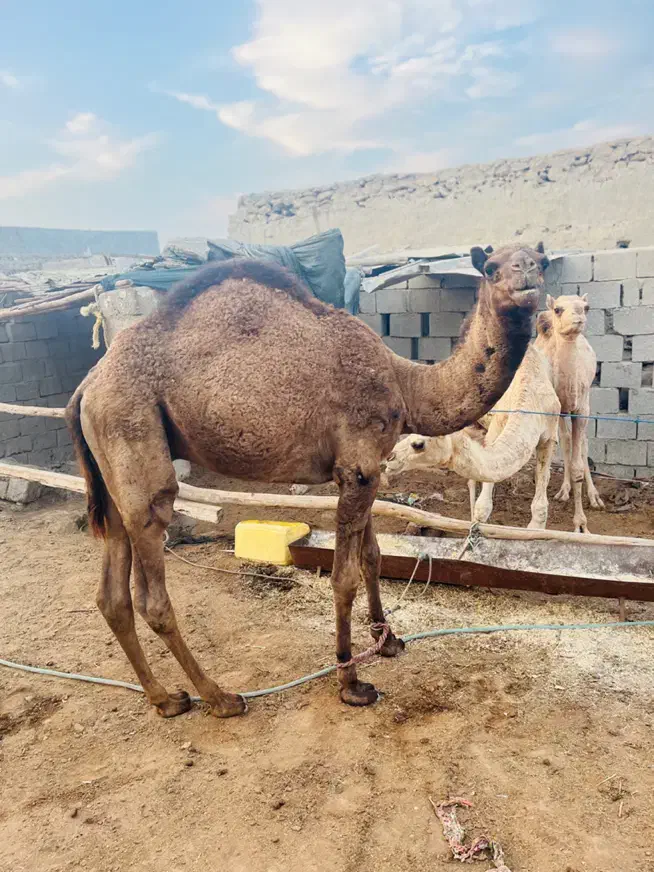 شتر|حیوانات مزرعه|قشم, |دیوار