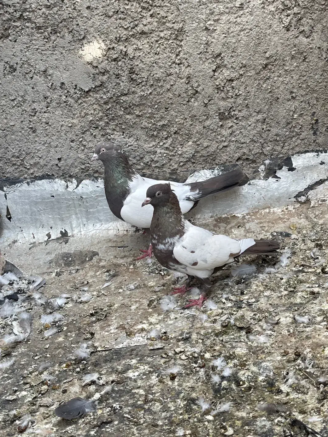 کبوتر|پرنده|اردکان, |دیوار