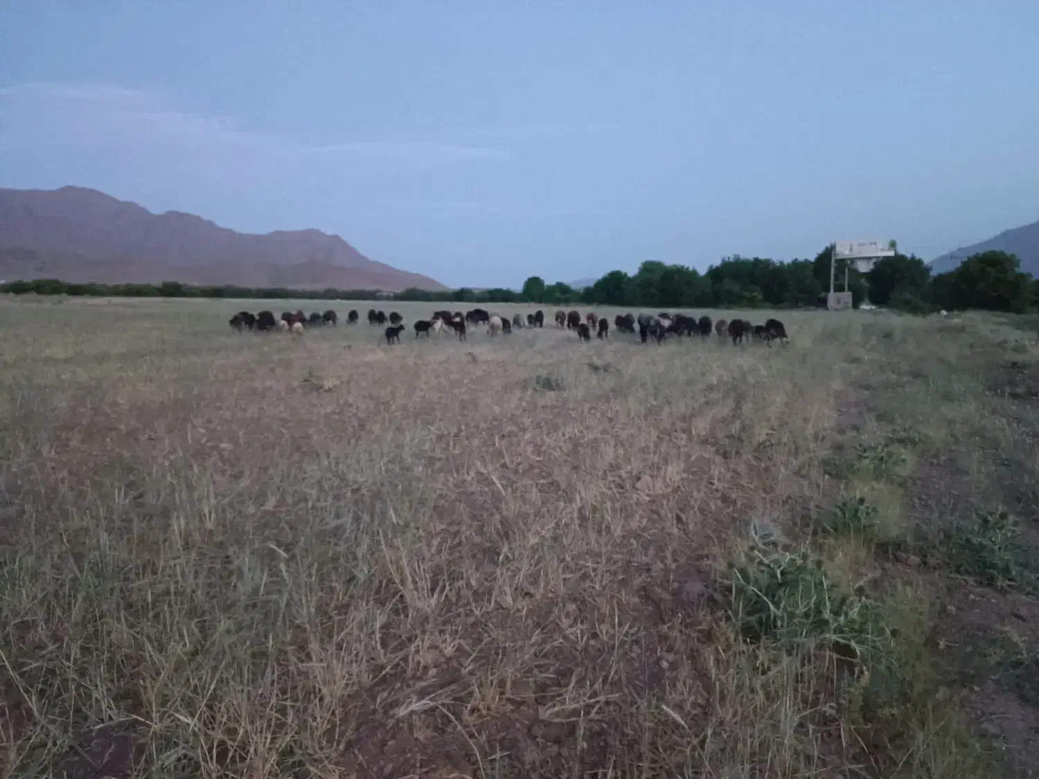 زمین|فروش زمین و ملک کلنگی|قره چای, |دیوار