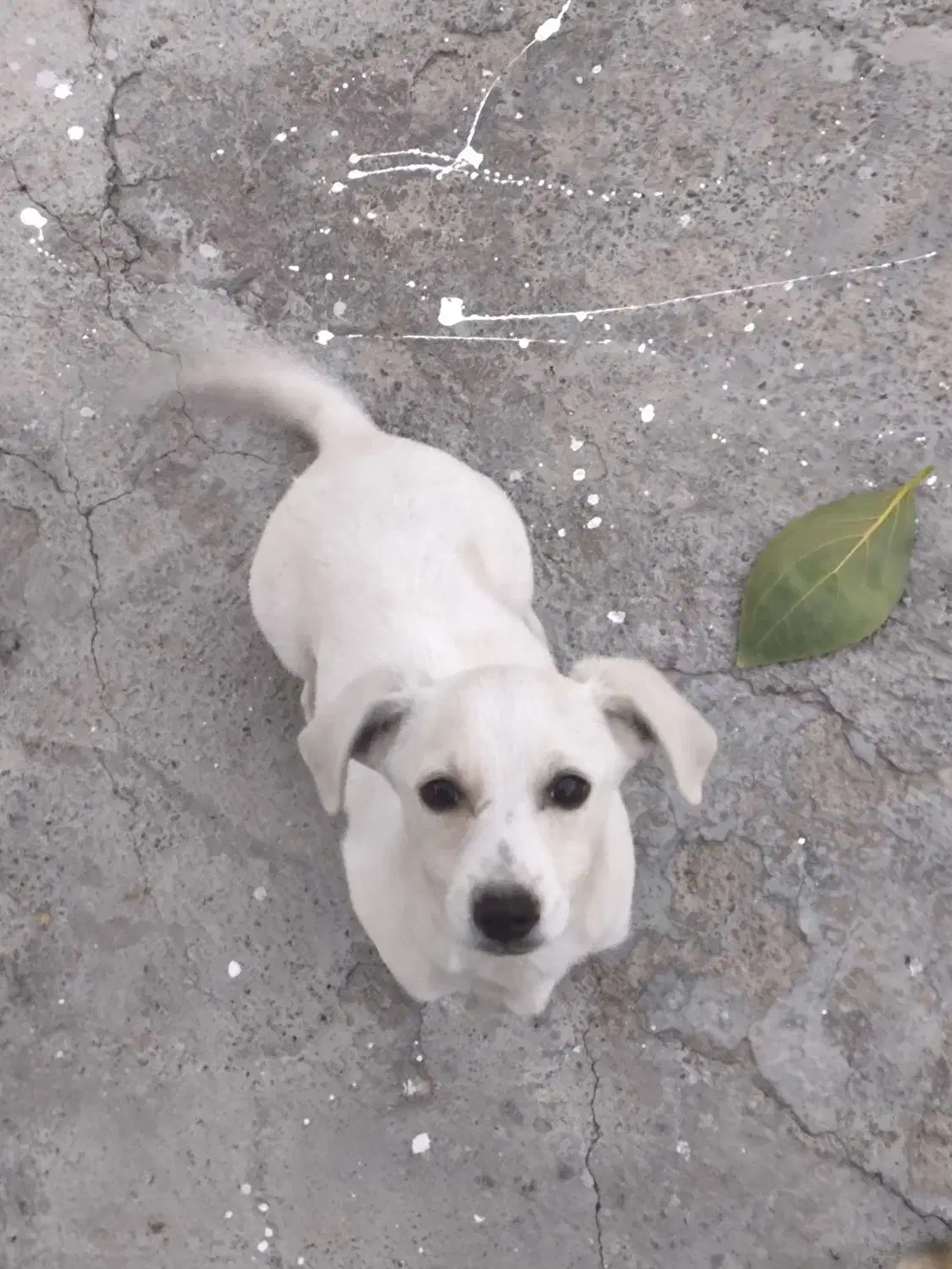 سگ.|سگ|بیستون, |دیوار